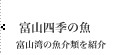 富山湾の四季の魚介類を紹介します。